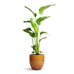Jolin Plant Pot - Ochre -Plant Supplies Sale Strelitzia nicolai Giant White Bird of Paradise 21x110cm Jolin Plant Pot Forest 29x27cm