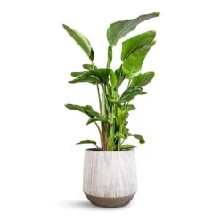 Harith Plant Pot - Ridged White Stripe -Plant Supplies Sale Strelitzia nicolai Giant White Bird of Paradise 29x140cm Harith Plant Pot Ridged White Stripe 42x38cm 5c45ee41 66ef 4c3b b30c 709027bbffa2