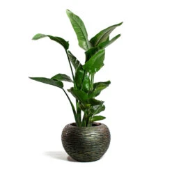 Luxe Lite Wrinkle Globe Planter - Bronze -Plant Supplies Sale Strelitzia nicolai Giant White Bird of Paradise Luxe Lite Wrinkle Globe Planter Bronze