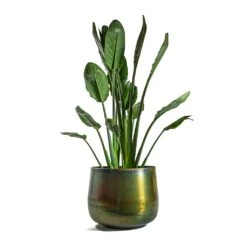 Elisa Metal Plant Pots - Set Of 3 - Vintage Green -Plant Supplies Sale Strelitzia reginea Bird of Paradise Elisa Metal Plant Pots Set of 3 Vintage Green d44424f7 8ab5 419c 9b60 4faa08d8f634