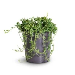 Senecio Herreianus - String Of Beads -Plant Supplies Sale String Of Beads 12x20cm