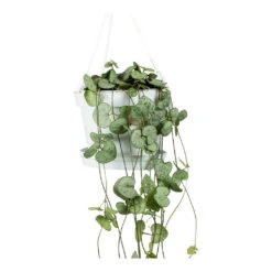 Ceropegia Woodii - String Of Hearts 28 Ceropegia Woodii - String Of Hearts -Plant Supplies Sale String Of Hearts Ceropegia Woodii