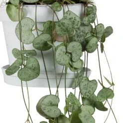 Ceropegia Woodii - String Of Hearts 23 Ceropegia Woodii - String Of Hearts -Plant Supplies Sale String Of Hearts Ceropegia Woodii Leaves