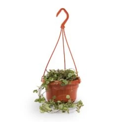 Ceropegia Woodii - String Of Hearts 27 Ceropegia Woodii - String Of Hearts -Plant Supplies Sale String of hearts 14x30cm withhanger