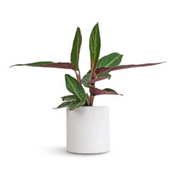 Puk Essentials Planter - Matt White -Plant Supplies Sale Stromanthe sanguinea Stripestar 12x40cm Puk Essentials Planter Matt White 15x15cm a76da8e0 1bc6 41ab 8e72 509005662afd