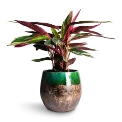 Lindy Plant Pot - Black Green -Plant Supplies Sale Stromanthe sanguinea Triostar 14x55cm Lindy Plant Pot Black Green 30x25cm e5554dac a1b2 4352 bb2c 474a343b8b3b
