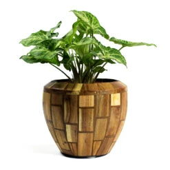 Facets Couple Planter - Jenga -Plant Supplies Sale Syngonium nephphytis Arrow Arrow Plant Facets Couple Planter Jenga