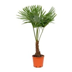 Trachycarpus Fortunei - Windmill Palm -Plant Supplies Sale Trachycarpus fortunei Windmill Palm 27x115cm