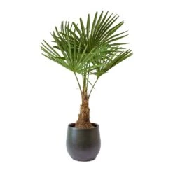 Trachycarpus Fortunei - Windmill Palm -Plant Supplies Sale Trachycarpus fortunei Windmill Palm Esra Dark Green Plant Pot