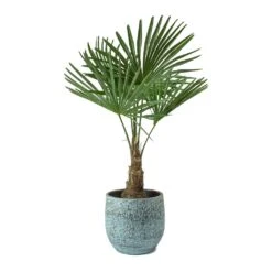 Trachycarpus Fortunei - Windmill Palm -Plant Supplies Sale Trachycarpus fortunei Windmill Palm Evi Antique Bronze Plant Pot
