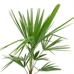 Trachycarpus Fortunei - Windmill Palm -Plant Supplies Sale Trachycarpus fortunei Windmill Palm Leaves