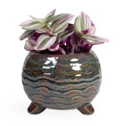 Dewi Plant Pot - Marrakesh 23 Dewi Plant Pot - Marrakesh -Plant Supplies Sale Tradescantia albiflora Nanouk Fantasy Venice 12x20cm Dewi Plant Pot Marrakesh 18x14cm ab7664e9 3f12 40d0 8c91 8405f298b238