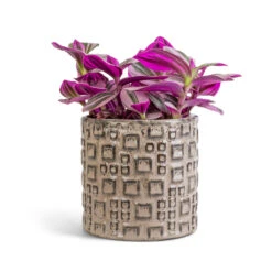 Fiene Plant Pot - Grey -Plant Supplies Sale Tradescantia albiflora Nanouk Fantasy Venice 12x20cm Fiene Plant Pot Grey 14x14cm