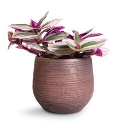 Lydia Plant Pot - Shiny Purple -Plant Supplies Sale Tradescantia albiflora Nanouk Fantasy Venice 12x20cm Lydia Plant Pot Shiny Purple 15x13cm
