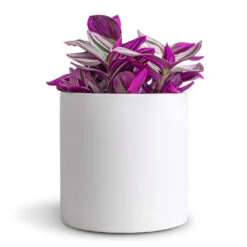 Puk Essentials Planter - Matt White -Plant Supplies Sale Tradescantia albiflora Nanouk Fantasy Venice 12x20cm Puk Essentials Planter Matt White 15x15cm dd64377e 9d7b 4047 88a3 a6711f9be8f3