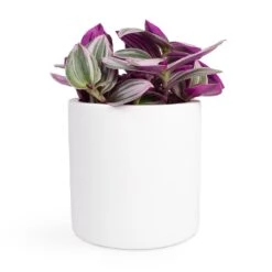 Puk Essentials Planter - Matt White -Plant Supplies Sale Tradescantia albiflora Nanouk Fantasy Venice 12x20cm Puk Planter Matt White 15x15cm 2940d00b 6251 497d 9103 546a7a0f0b47