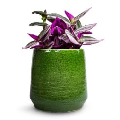 Remi Plant Pot - Green -Plant Supplies Sale Tradescantia albiflora Nanouk Fantasy Venice 12x20cm Remi Plant Pot Green 15x15cm