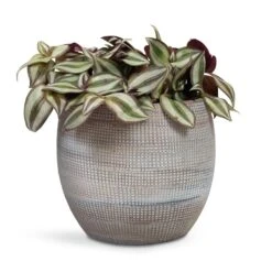 Dex Plant Pot - Earth -Plant Supplies Sale Tradescantia zebrina Inch Plant 12x10cm Dex Plant Pot Earth 19x16cm 6f8f2394 de96 4614 87e6 9cc037320325