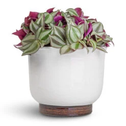 Jayla Plant Pot - White -Plant Supplies Sale Tradescantia zebrina Inch Plant 12x10cm Jayla Plant Pot White 17x14cm 0a447714 fee5 4bec 8c3c c4219cec879b