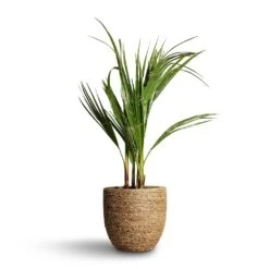 Cody Plant Pot - Straw Grass -Plant Supplies Sale Washingtonia robusta Mexican Fan Palm 15x60cm Cody Plant Pot Straw Grass 22x20cm d3f4bb83 8542 457f beb1 a8d44faa5594
