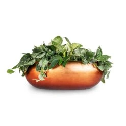 Metallic Boat Planter - Matt Copper -Plant Supplies Sale White Wonder Satin Pathos Metallic Boat Planter Matt Copper 56x23x20cm