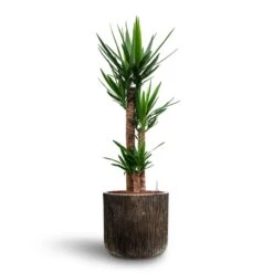 Luxe Lite Waterfall Cylinder Planter - Bronze 26 Luxe Lite Waterfall Cylinder Planter - Bronze -Plant Supplies Sale Yucca Hydroculture 3 stems Luxe Lite Waterfall Cylinder Planter Bronze 40 x 38cm 2477d1ca 08fe 4ea2 b1eb 6f900d67c1ac
