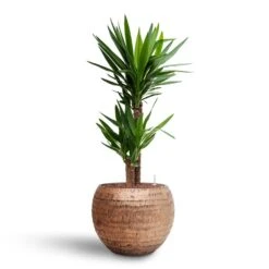 Opus Hammered Globe Planter - Gold -Plant Supplies Sale Yucca Hydroculture2 stems Opus Hammered Globe Planter Gold 40 x 32cm 62b5a80d 5151 4d41 823e bdd189740aa5