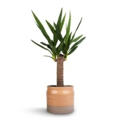 Yucca Elephantipes - Spineless Yucca -Plant Supplies Sale Yucca elephantipes Spineless Yucca 14x60cm Puro Ripple Plant Pot Peach 17x16cm 46a05443 b5cb 422b a2bf e59f8275c0eb