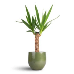 Zembla Plant Pot - Green -Plant Supplies Sale Yucca elephantipes Spineless Yucca 14x60cm Zembla Plant Pot Green 18x16cm