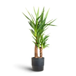 Yucca Elephantipes - Spineless Yucca -Plant Supplies Sale Yucca elephantipes Spineless Yucca 17x75cm 2 stems Erik Plant Pot Denim 20x18cm 12172a6c d381 4af3 b9f2 aad55de4736f