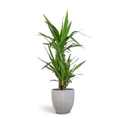 Yucca Elephantipes - Spineless Yucca -Plant Supplies Sale Yucca elephantipes Spineless Yucca 21x100cm 3 stems Lagos Plant Pot Cement 26x26cm e37531bc 122c 41f8 945b 3460f7b08555