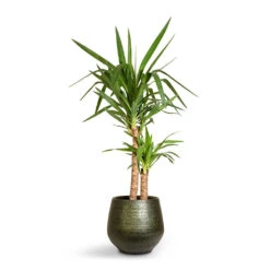 Yucca Elephantipes - Spineless Yucca -Plant Supplies Sale Yucca elephantipes Spineless Yucca 21x95cm 2stems Noor Plant Pot Velvet Green 32x30cm 3d2c3595 56e9 4edf b14c cd2ca6b136a0