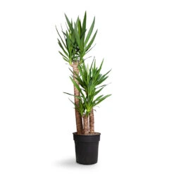Yucca Elephantipes - Spineless Yucca -Plant Supplies Sale Yucca elephantipes Spineless Yucca 27x140cm 3stems