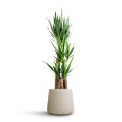 Patt Plant Pot - Grey Washed -Plant Supplies Sale Yucca elephantipes Spineless Yucca 27x140cm 3 stems Patt Plant Pot Grey Washed 34x29cm 630c5807 2666 4901 b81d 025acce65f5a