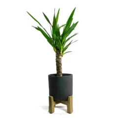 Charlie Plant Pot - Low Stand - Black Washed -Plant Supplies Sale Yucca elephantipes Spineless Yucca Charlie Plant Pot Low Stand Black Washed