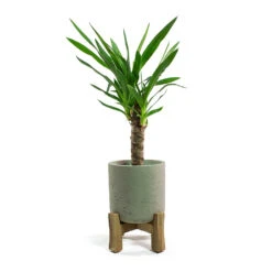 Charlie Plant Pot - Low Stand - Grey Washed 11 Charlie Plant Pot - Low Stand - Grey Washed -Plant Supplies Sale Yucca elephantipes Spineless Yucca Charlie Plant Pot Low Stand Grey Washed