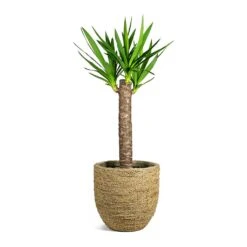 Cody Plant Pot - Straw Grass -Plant Supplies Sale Yucca elephantipes Spineless Yucca Cody Plant Pot Straw Grass a62888dd d2e3 44a6 9e26 51e52ee64fcf