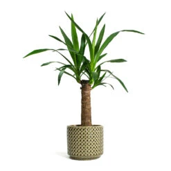 Yucca Elephantipes - Spineless Yucca -Plant Supplies Sale Yucca elephantipes Spineless Yucca Thies Plant Pot Olive Green c12878d5 eee8 41b8 a40f 25046b21a0ee