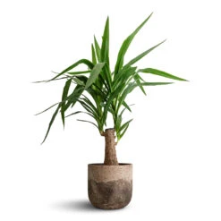 Albero Plant Pot - Cement -Plant Supplies Sale Yucca elephantipes Thick Trunk 19x80cm Albero Plant Pot Cement 21x19cm