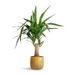 Babet Plant Pot - Camel -Plant Supplies Sale Yucca elephantipes Thick Trunk 19x80cm Babet Plant Pot Camel 21x18cm