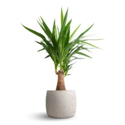 Yucca Elephantipes - Thick Trunk -Plant Supplies Sale Yucca elephantipes Thick Trunk 19x80cm Mini Valerie Plant Pot Grey Washed 28x22cm