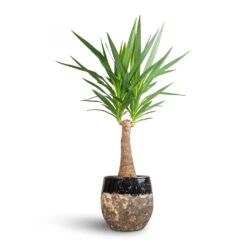 Lindy Plant Pot - Black -Plant Supplies Sale Yucca elephantipes Thick Trunk 21x100cm Lindy Plant Pot Black 30x25cm bcda4a94 b58c 4074 a1dc 305c698d8b28