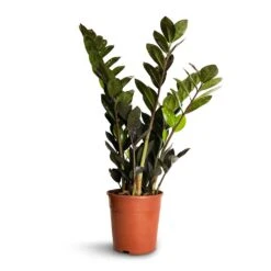 Zamioculcas Zamiifolia - Raven ZZ Plant 15 Zamioculcas Zamiifolia - Raven ZZ Plant -Plant Supplies Sale Zamioculcas zamiifolia Raven ZZ Plant 14x50cm