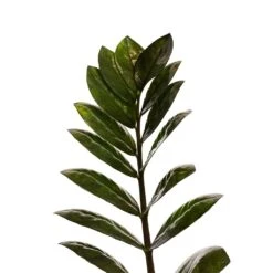 Zamioculcas Zamiifolia - Raven ZZ Plant 23 Zamioculcas Zamiifolia - Raven ZZ Plant -Plant Supplies Sale Zamioculcas zamiifolia Raven ZZ Plant 14x50cm Close Up