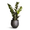 Zamioculcas Zamiifolia - Raven ZZ Plant