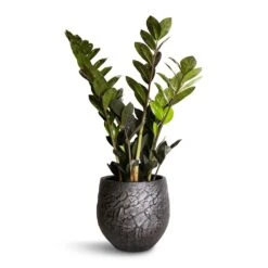 Zamioculcas Zamiifolia - Raven ZZ Plant