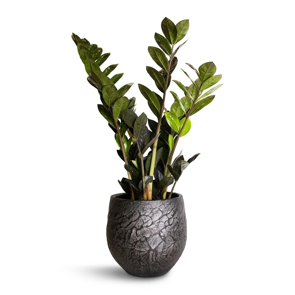 Zamioculcas Zamiifolia - Raven ZZ Plant 1 Zamioculcas Zamiifolia - Raven ZZ Plant