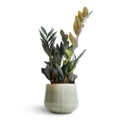 Zamioculcas Zamiifolia - Raven ZZ Plant 24 Zamioculcas Zamiifolia - Raven ZZ Plant -Plant Supplies Sale Zamioculcas zamiifolia Raven ZZ Plant 14x50cm Iris Plant Pot Mint 18x15cm b5396ae6 031c 4e8d b291 65fb86e22ef9