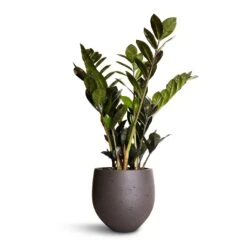 Zamioculcas Zamiifolia - Raven ZZ Plant 16 Zamioculcas Zamiifolia - Raven ZZ Plant -Plant Supplies Sale Zamioculcas zamiifolia Raven ZZ Plant 14x50cm Mini Orb Kevan Plant Pot Black Washed 18x15cm