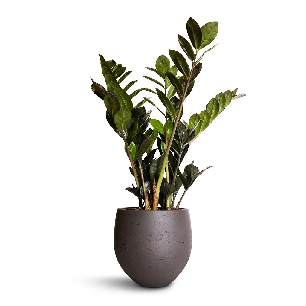 Zamioculcas Zamiifolia - Raven ZZ Plant 4 Zamioculcas Zamiifolia - Raven ZZ Plant - Image 4